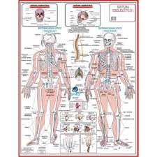 MAPA CORPO HUMANO